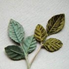 他のイメージ1: vintage velvet 3 leaves wire