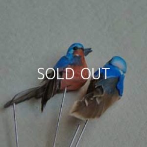 画像3: tiny feather bird pick "blue"