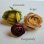 画像2: silk flower Ranunculus "Avocado" (2)