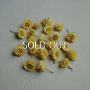 画像1: 10pcs dry flowers "IMMORTELLE"