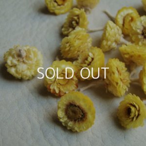 画像2: 10pcs dry flowers "IMMORTELLE"