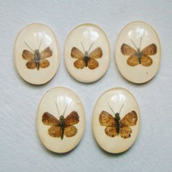 画像1: Butterfly acrylic cabochon