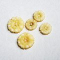 Cream celluloid flower cabochon