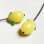 画像3: 16x11 Lemon on wire (3)