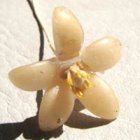 他のイメージ3: orange blossom wax flower 