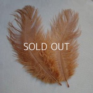 画像1: gold brown baby ostrich feather