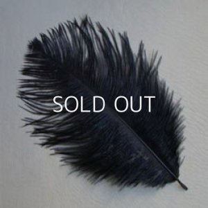 画像1: black baby ostrich feather