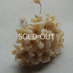 画像1: orange blossom wax flower 