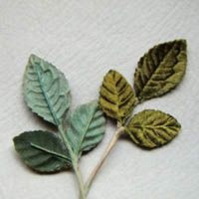 画像1: vintage velvet 3 leaves wire