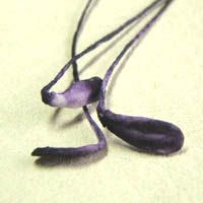 画像1: french purple single stamens