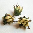 画像1: silk flower Baby Daisy "Avocado" (1)