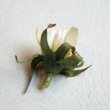 画像3: silk flower Baby Daisy "Avocado" (3)