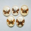 画像1: Butterfly acrylic cabochon (1)