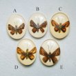 画像2: Butterfly acrylic cabochon (2)