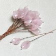 BE-25180 "Pale Pink"
