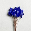 BE-25187 "Lapis"