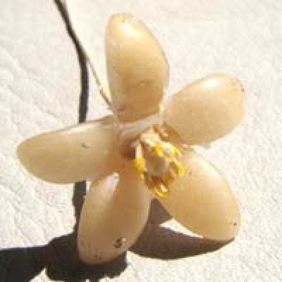 画像3: orange blossom wax flower 