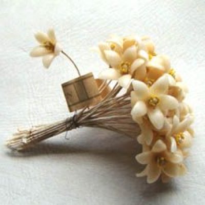 画像1: orange blossom wax flower 